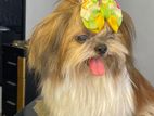 Shih Tzu Male for Crossing