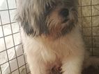 Shih Tzu Male Dog