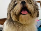 Shih Tzu Male Dog for Stud Service