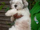 Shih Tzu Male Dog for Crossing