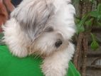 Shih Tzu Male Dog Crossing