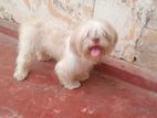 Shih Tzu Male Dog Crossing