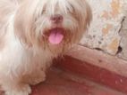Shih Tzu Male Dog for Crossing