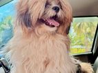 Shih Tzu Male Dog for Crossing