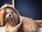 Shih Tzu Male Dog for Crossing