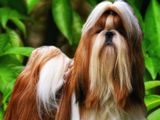 Shih Tzu Male Dog for Crossing