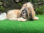 Shih Tzu Male Dog for Crossing