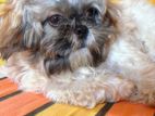 Shih-Tzu Male Dog for Crossing