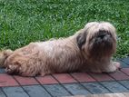 Shih Tzu Male Dog for Crossing