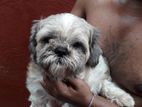 Shih Tzu Male Dog for Crossing