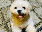 Shih-Tzu Male Dog for Crossing