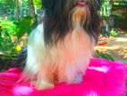 Shih Tzu Male Dog for Crossing