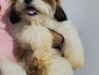 Shih Tzu Male Dog for Crossing