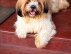 Shih Tzu Male Dog for Crossing