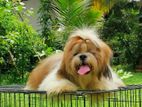 Shih Tzu Male Dog for Crossing