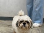 Shih Tzu Male Dog for Crossing (stud)
