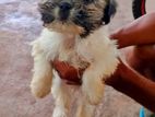 Shih Tzu Male Dog