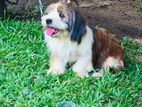 Shih Tzu Male Dog