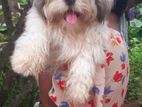 Shih Tzu Male Dog