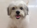 Shih Tzu Male Dog