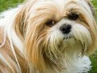 Shih Tzu Male Dog
