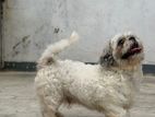 Shih tzu male dog for Stud (crossing)