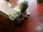 Shih Tzu Male Female Dogs