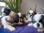 Shih Tzu Male Female Puppies