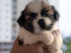 Shih Tzu Male Female Puppies