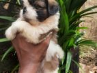 Shihtzu Puppies