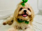 Shih Tzu Male for Crossing