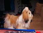 Shih-Tzu Male For Crossing