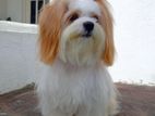 Shihtzu Male Dog for Crossing