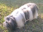 Shih Tzu male for Crossing