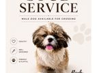 Shih Tzu Male For Crossing