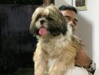 Shih Tzu Male For Crossing