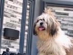 Shih Tzu Male for Crossing