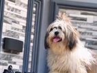 Shih Tzu Male for Crossing