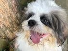 Shih Tzu Male for Crossing
