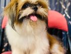 Shih Tzu Male For Crossing