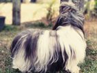 Shihtzu Male for Crossing