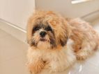 Shih Tzu Male for Crossing