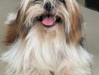 Shih Tzu Male For Crossing (Stud Service)