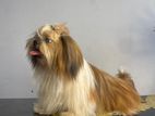 Shih Tzu Male for Crossing