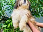 Shih Tzu Male Dog