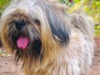 Shih-Tzu Male Dog
