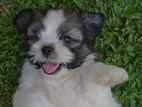 Shih Tzu Male Puppy