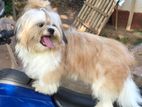 Shih Tzu Male