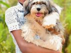 Shih Tzu Male Dog