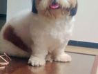 Shih Tzu Male for Stud Service
